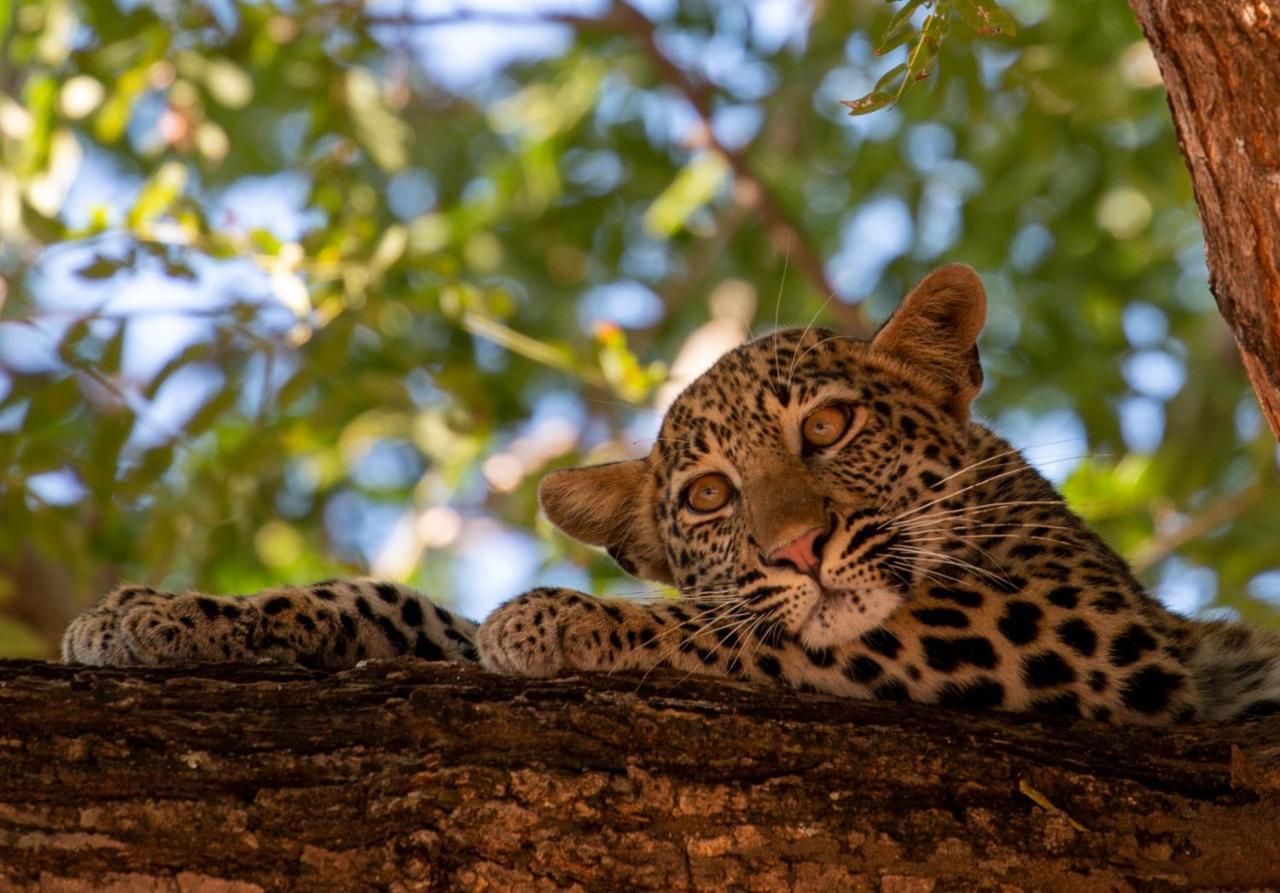 Msandile River Lodge Kakumbi Kültér fotó