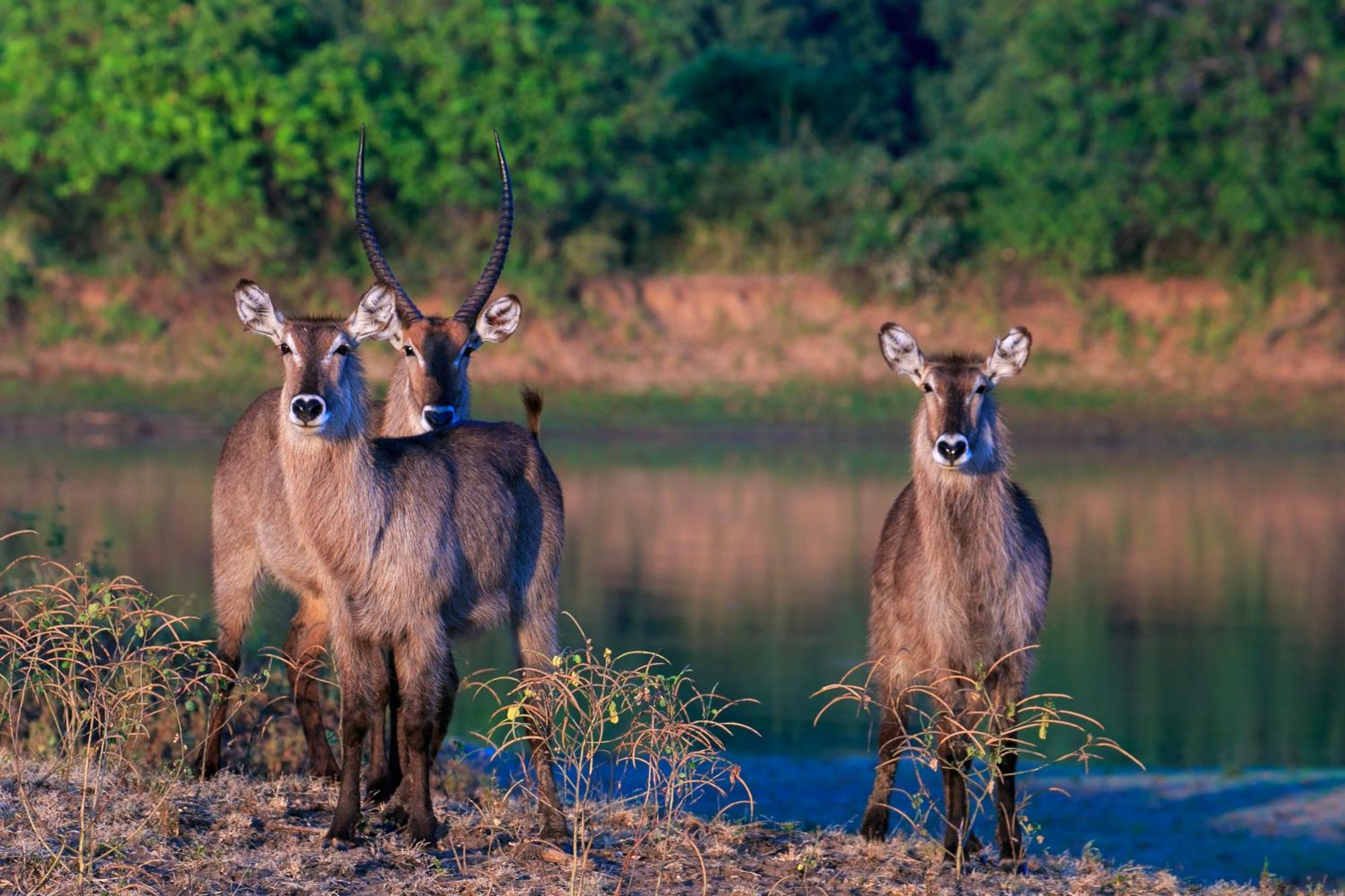 Msandile River Lodge Kakumbi Kültér fotó