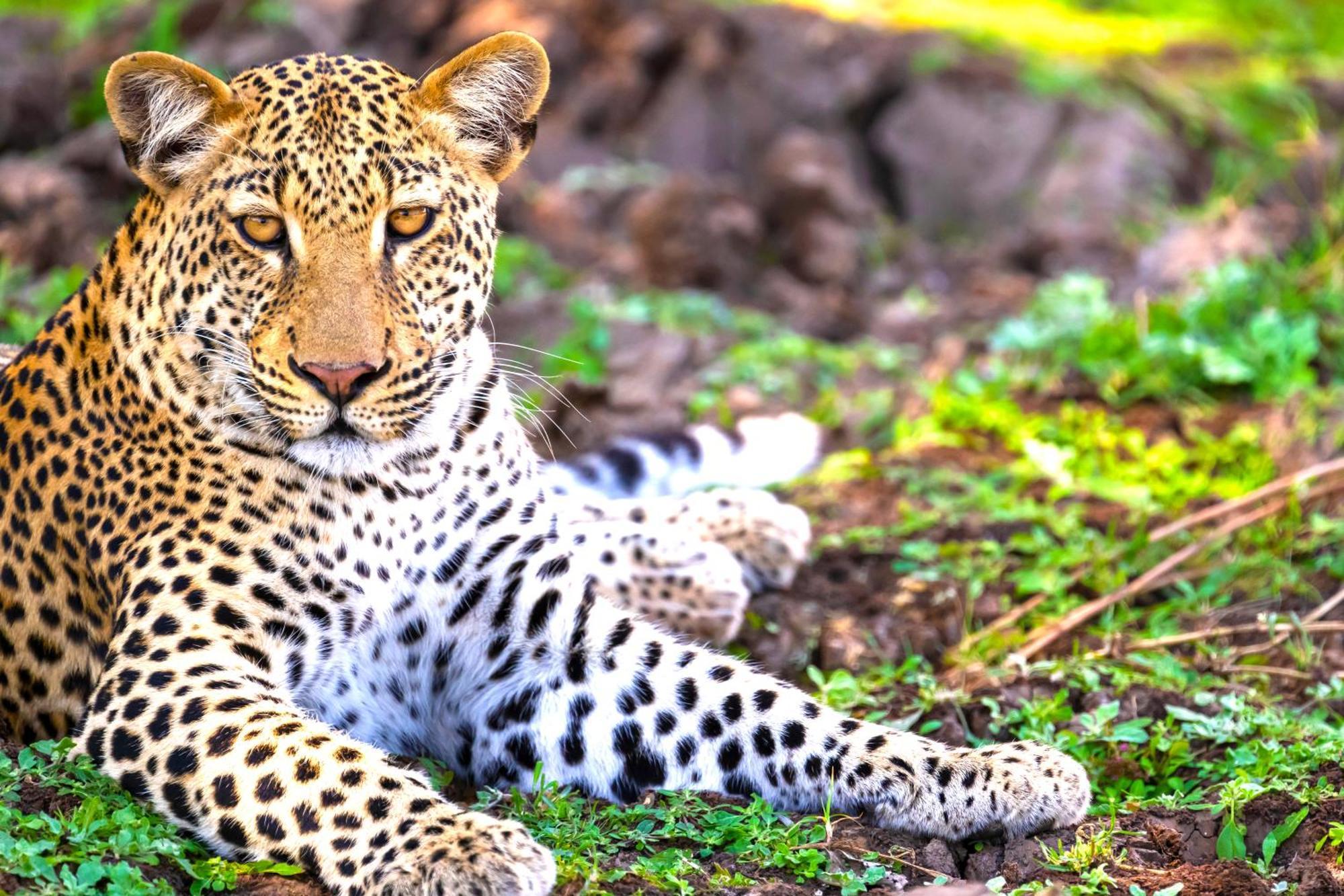 Msandile River Lodge Kakumbi Kültér fotó