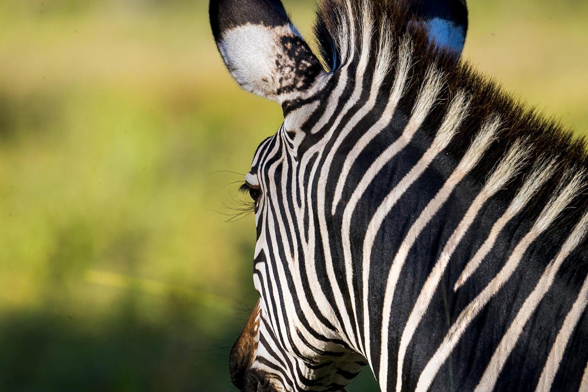 Msandile River Lodge Kakumbi Kültér fotó